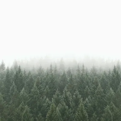 Crisp Pines pattern image