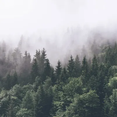 Woodlands pattern image