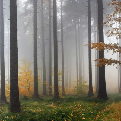 Deciduous pattern image