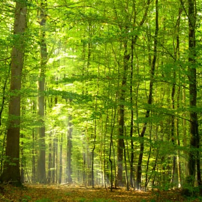 Ambience pattern image