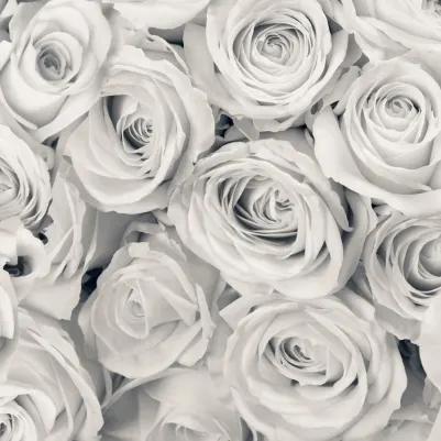 Rose Mist pattern image