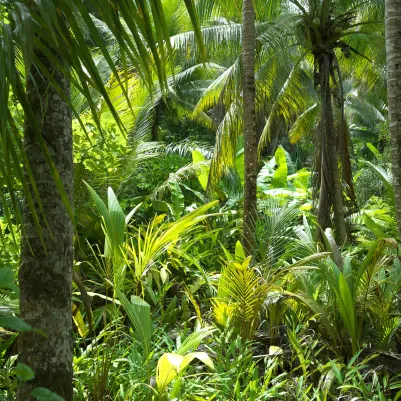 Amazonia pattern image