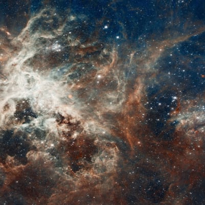 Tarantula pattern image