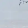 Flocking Blue
