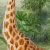 Giraffa 