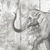 Sumatra Grey