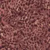 Zola Pink