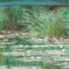 Lily Pond
