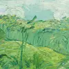 Green Wheat Fields