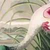 Roseate