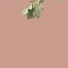 Ficus Pink