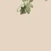 Ficus Beige