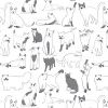 Feline