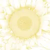 Darcy Yellow