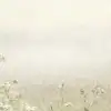 Quiet Meadow Light