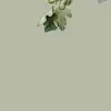 Ficus Green
