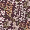 Trailing Orchids