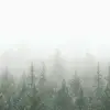Crisp Pines