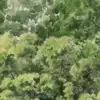 Buttonwood Green