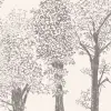 Timber Grey