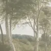 Delhoved Forest Light