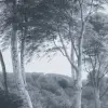 Delhoved Forest Blue