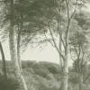 Delhoved Forest Green