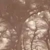 Smokey Forest Brown 