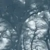 Smokey Forest Blue 