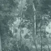 Wild Wood Blue