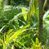 Amazonia