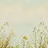 Grasslands Classic