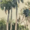 Chusan Pastel