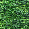 Ivy