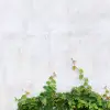 Hedera