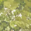 Summer Leaves