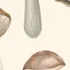 Fungi