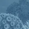 Reef Navy
