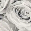 Rose Mist