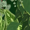 Organico