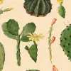 Cactaceae