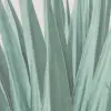 Agave