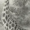 Giraffa Grey
