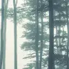 Sea of Trees