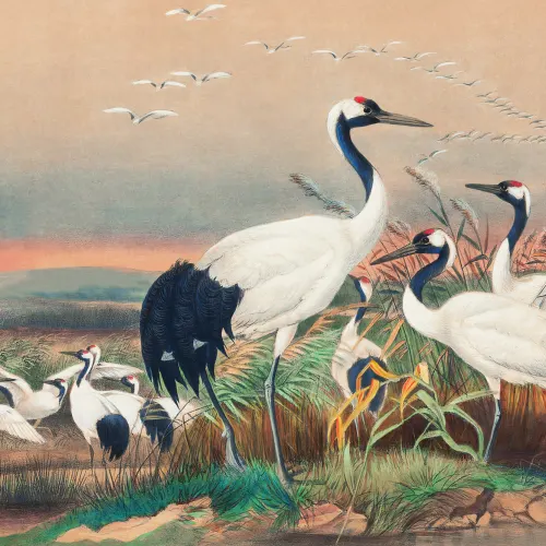 Carta da parati Cranes in Wetlands dipinta a mano da Joseph Wolf