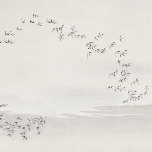 Grå fugle i flok Minimalistisk natur Kunstnerisk fototapet