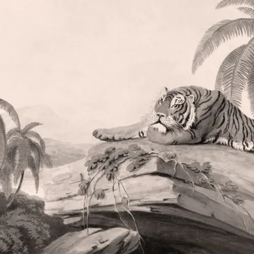 Gråt illustreret fototapet med tropisk landskab og tiger