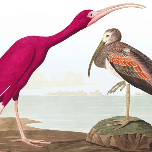 Papier Peint Panoramique Ibis Rouge