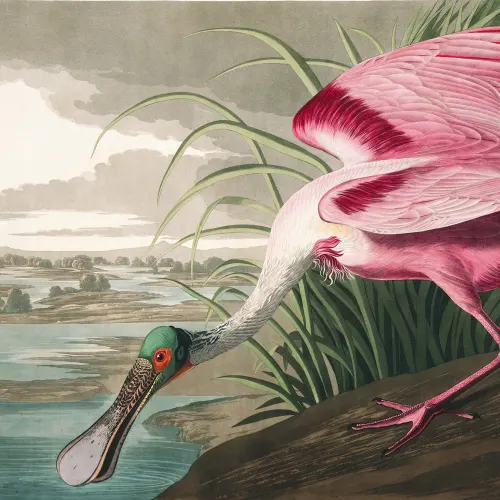 Roseate Spoonbill Wallpaper Mural
