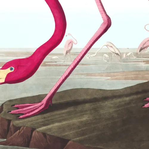 Papier Peint Panoramique Flamant Rose